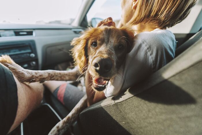 Happy dog looking at the camera while sitting on a person’s lap inside a car, capturing mind-blowing coincidences moment