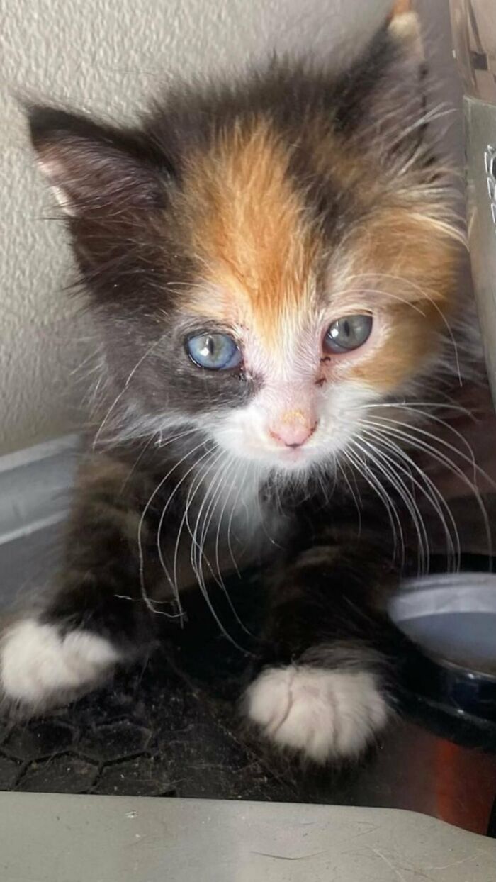 This Rescue Dog And A Stray Kitten Became Best Friends, Breaking Stereotypes Of Cats And Dogs This Rescue Dog And A Stray Kitten Became Best Friends, Breaking Stereotypes Of Cats And Dogs