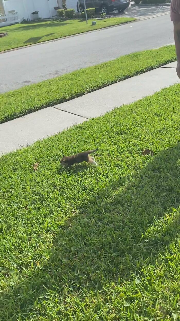 This Rescue Dog And A Stray Kitten Became Best Friends, Breaking Stereotypes Of Cats And Dogs This Rescue Dog And A Stray Kitten Became Best Friends, Breaking Stereotypes Of Cats And Dogs