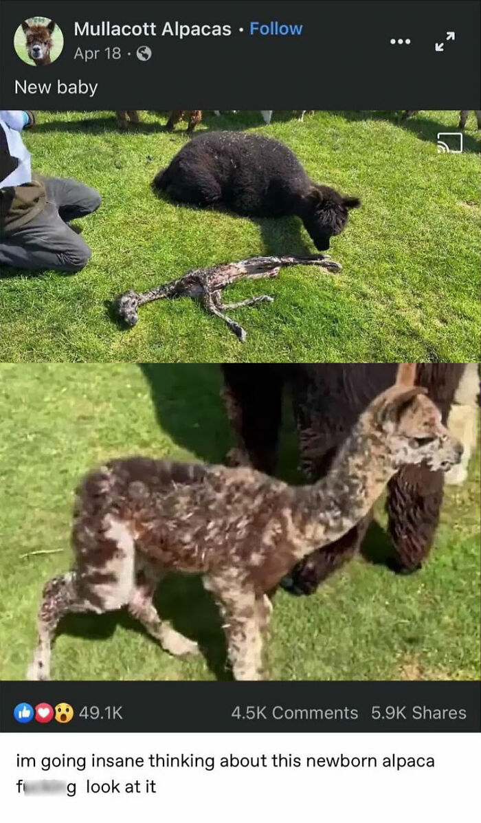 Emotional-Support-Wholesome-Memes