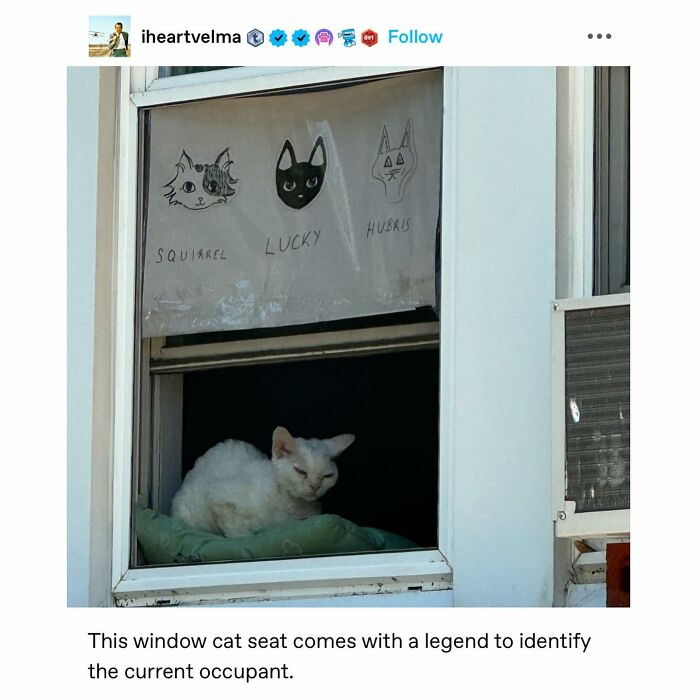 Emotional-Support-Wholesome-Memes