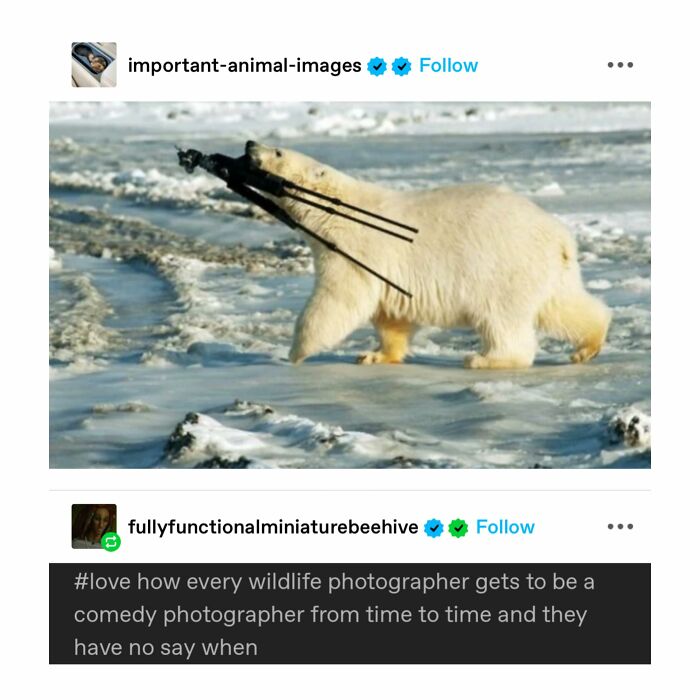 Emotional-Support-Wholesome-Memes