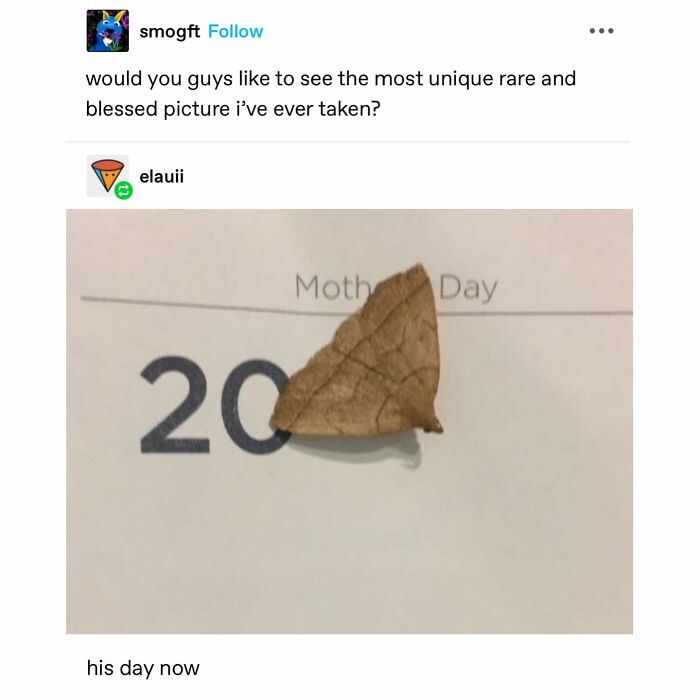 Emotional-Support-Wholesome-Memes