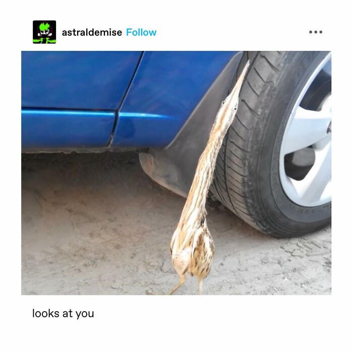 Emotional-Support-Wholesome-Memes