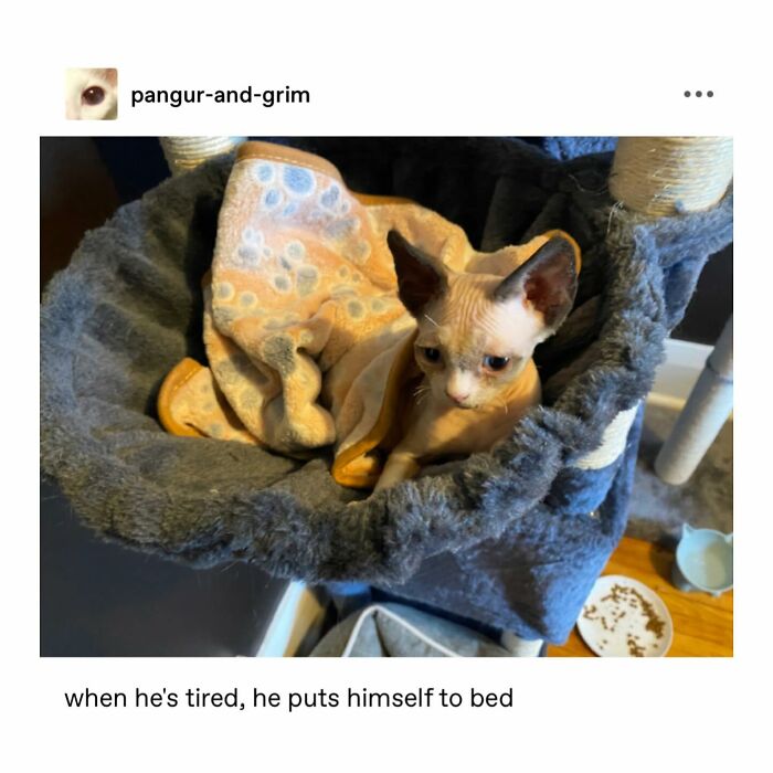 Emotional-Support-Wholesome-Memes