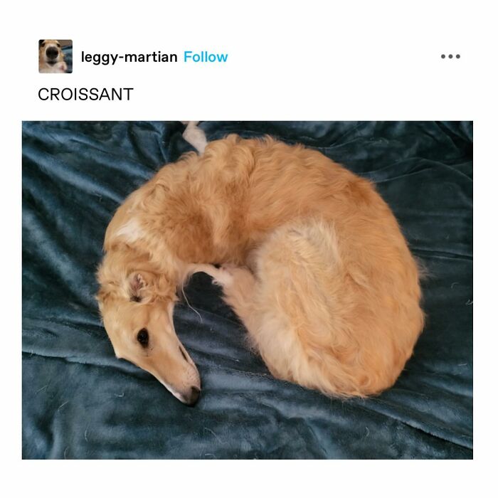 Emotional-Support-Wholesome-Memes