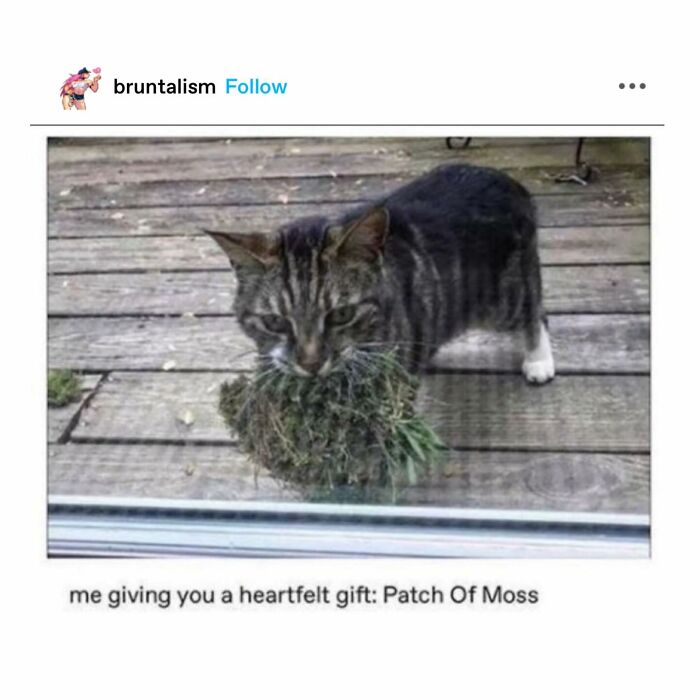 Emotional-Support-Wholesome-Memes