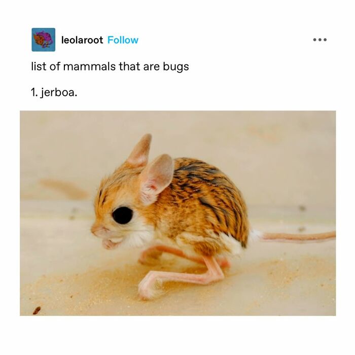 Emotional-Support-Wholesome-Memes