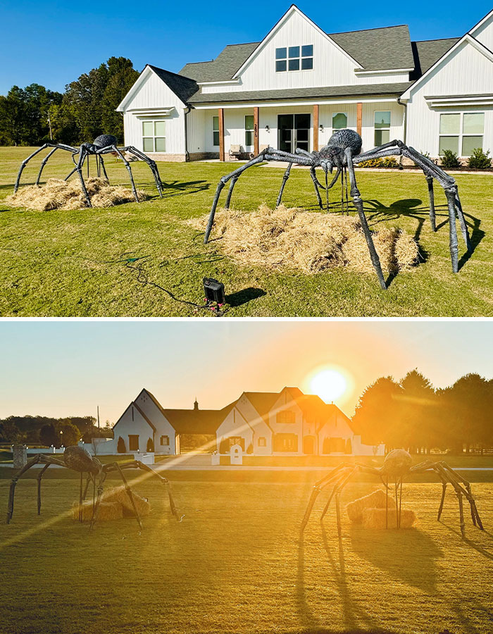 My Yearly Big Spiders