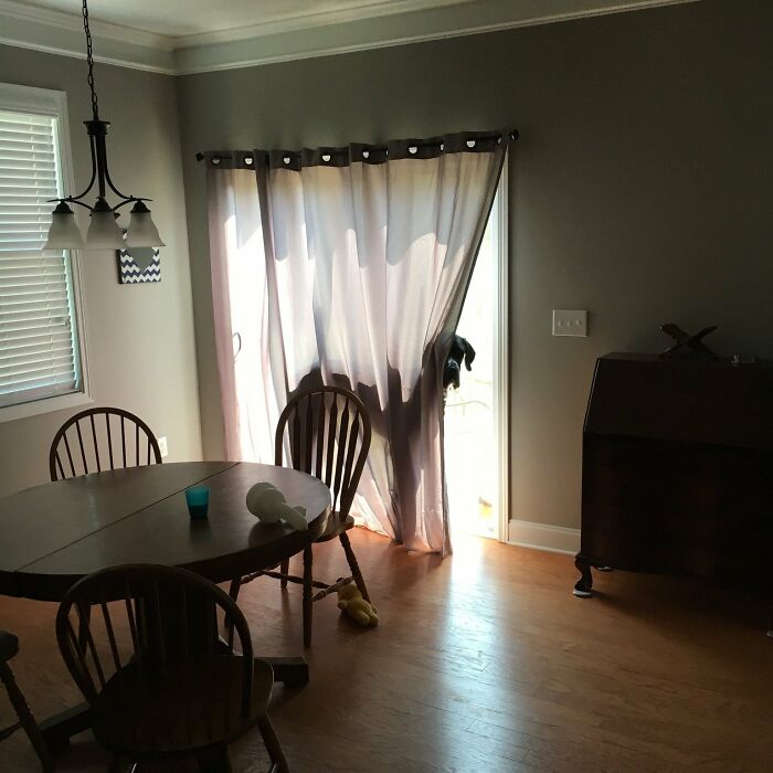 Great Dane peeking around curtain in dining room, showing hilarious obliviousness of their large size indoors.