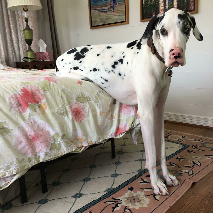 Great Dane sitting halfway on a bed looking oblivious to its large size in a cozy bedroom setting