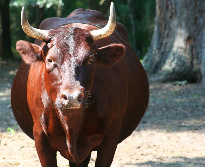 “Oxen Are Just Employed Cows”: People Share 40 Things They Learned Embarrassingly Late In Life