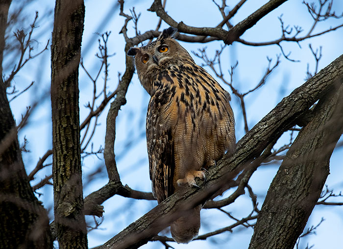 "Rat Birth Control" Bill Passed In New York City Sparks Outrage: "I Can't Get An Abortion" "Rat Birth Control" Bill Passed In New York City Sparks Outrage: "I Can't Get An Abortion"