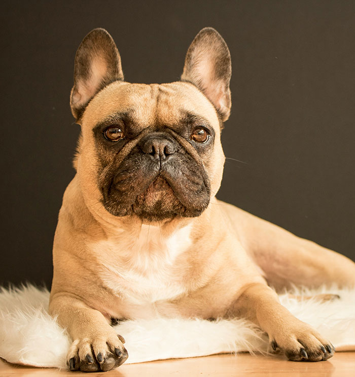 Mom Slammed For Spending $10k On Controversial Dog Breed, Vets Explain How Problematic It Is