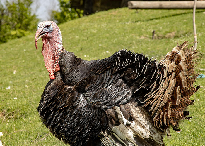 Vegan Host Pushes Her Thanksgiving Menu, Friends Serve Her An RSVP Nightmare In Return