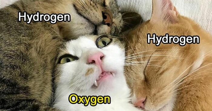 Three cats cuddling with labels hydrogen and oxygen, humorously illustrating science memes and jokes.
