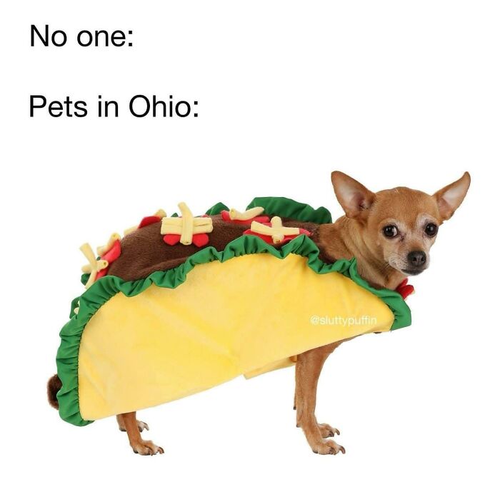 Funny-Chonky-Woofers-For-My-Depression-Memes