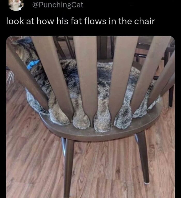 Funny-Chonky-Woofers-For-My-Depression-Memes