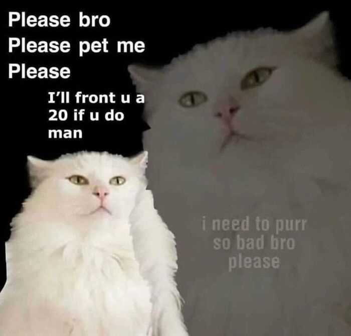 Funny-Chonky-Woofers-For-My-Depression-Memes