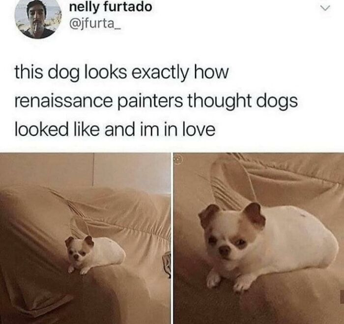 Funny-Chonky-Woofers-For-My-Depression-Memes