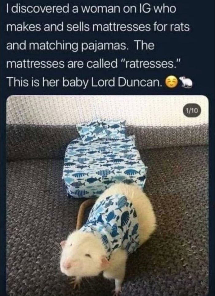 Funny-Chonky-Woofers-For-My-Depression-Memes