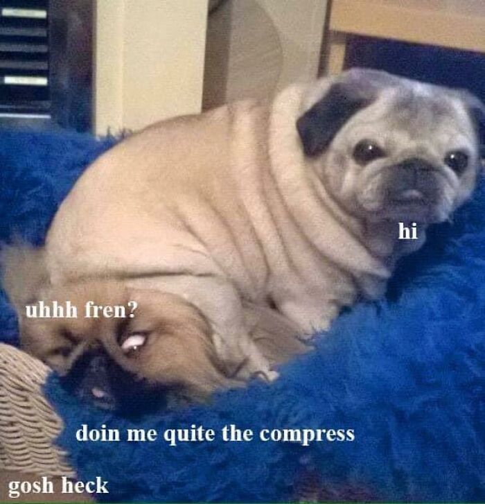 Funny-Chonky-Woofers-For-My-Depression-Memes
