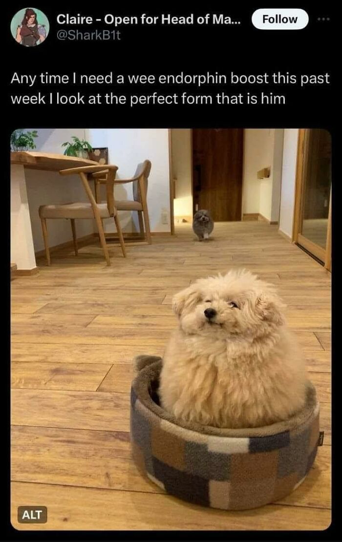 Funny-Chonky-Woofers-For-My-Depression-Memes