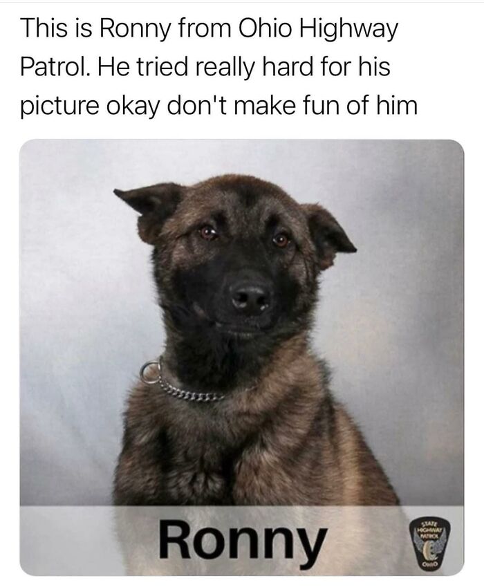 Funny-Chonky-Woofers-For-My-Depression-Memes