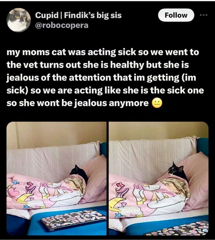 Funny-Chonky-Woofers-For-My-Depression-Memes