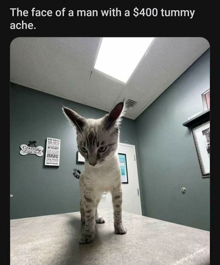 Funny-Chonky-Woofers-For-My-Depression-Memes