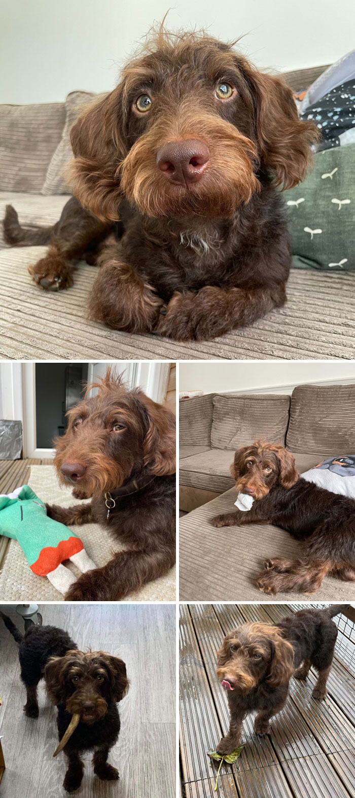 My Brother And His Girlfriend Have A Distinguished Gentleman Named Doozy. He's A Charming Mix Of Dachshund And Mini Poodle (A Doxie-Poo)