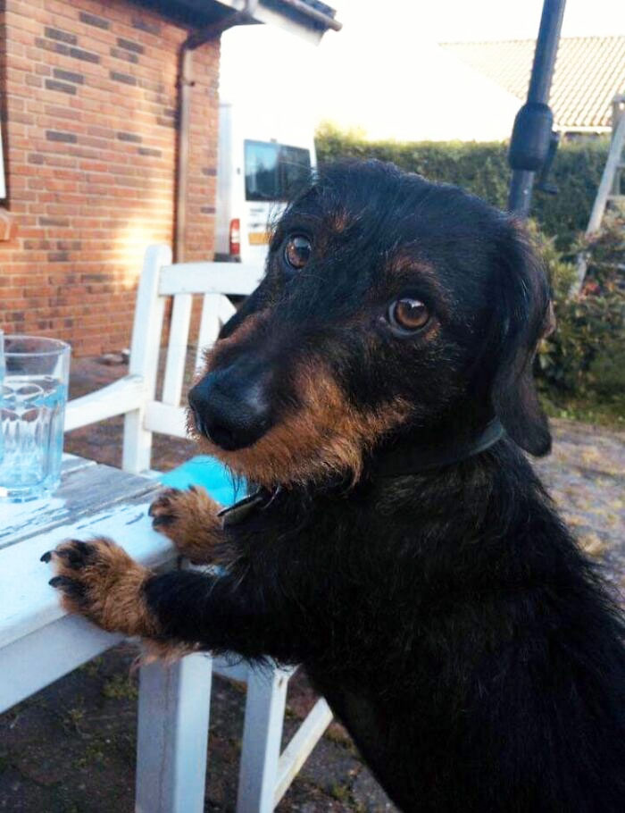 This Is Anton. He's A Wirehaired Dachshund. He's A Gentle, Playful, And Goofy Spirit