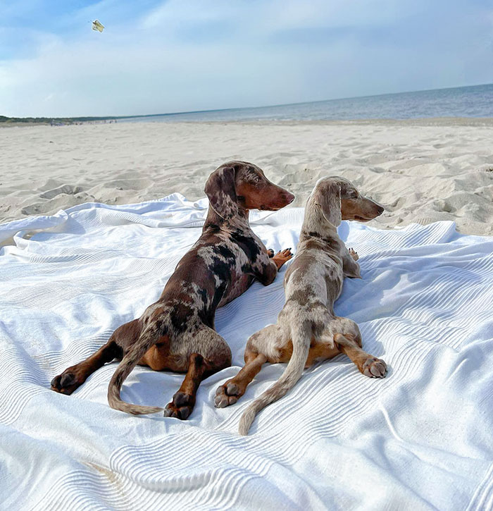 Photobombing Like A Boss