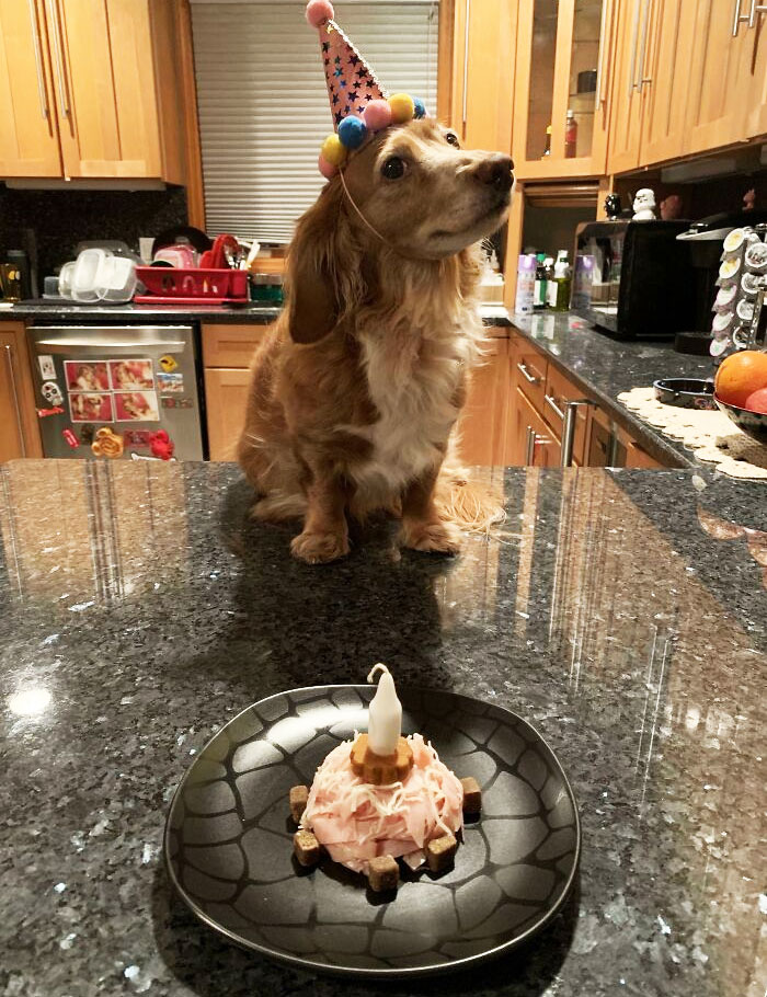 Happy 13th Birthday To My Dachshund Tequila