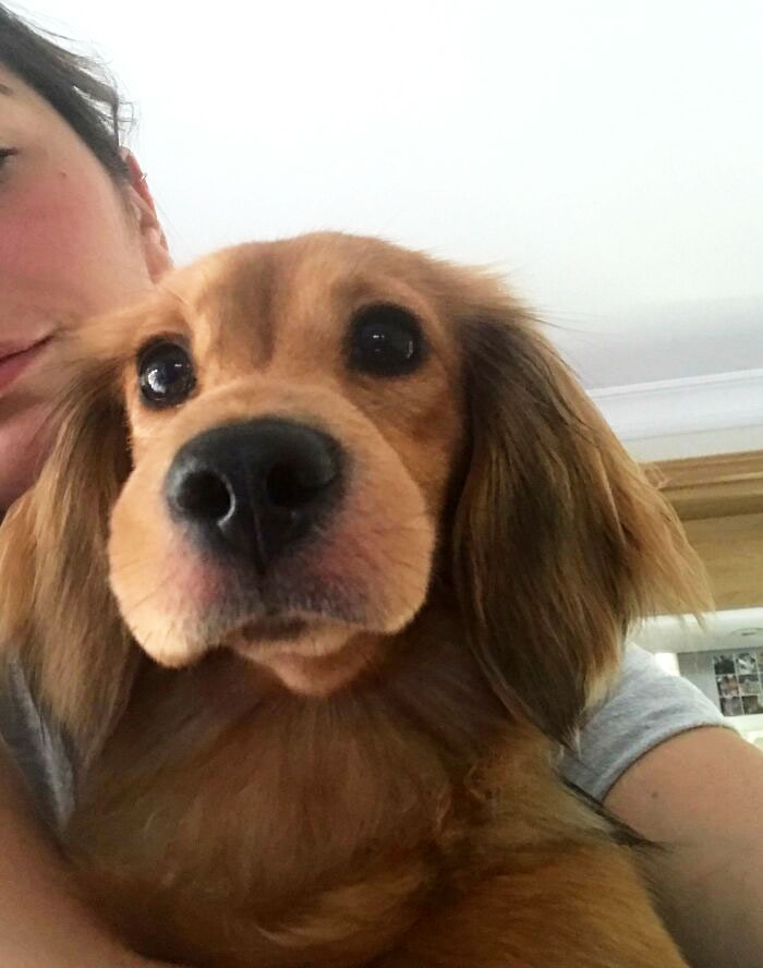 Dachshund Learnt The Hard Way That Bees Are Friends And Not Food