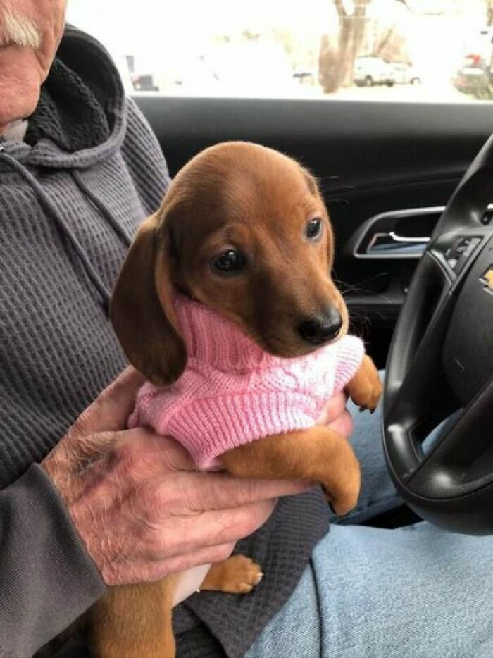 Does Anyone Else Here Love Dachshunds?