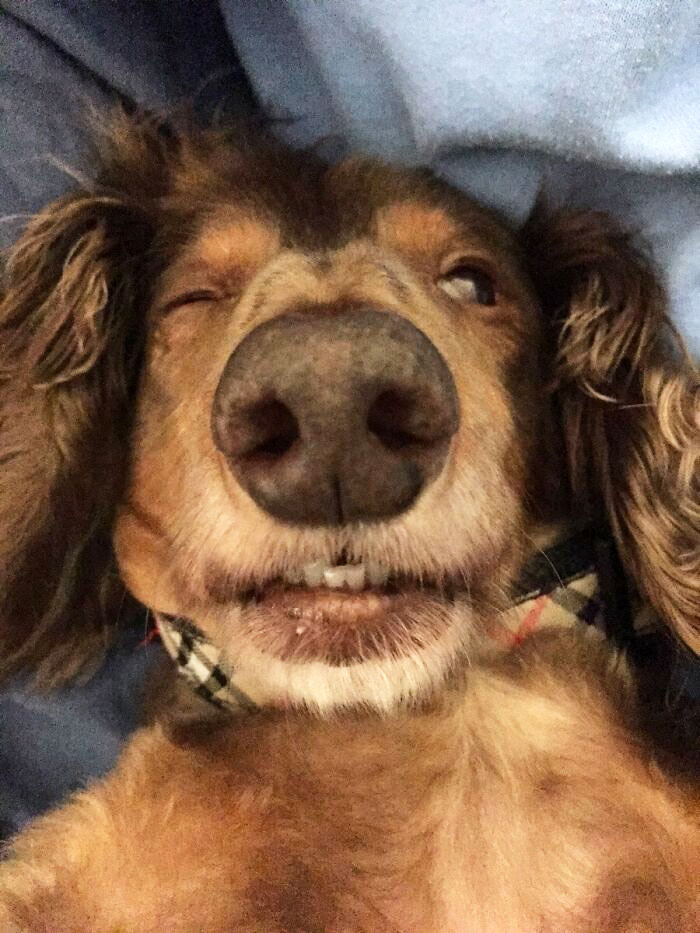 Our Dachshund Hurt His Back, So The Vet Gave Him Muscle Relaxers. High As A Kite