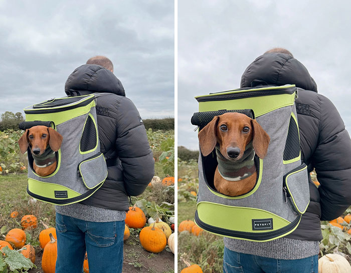 Carried Through The Pumpkin Patch Like A King