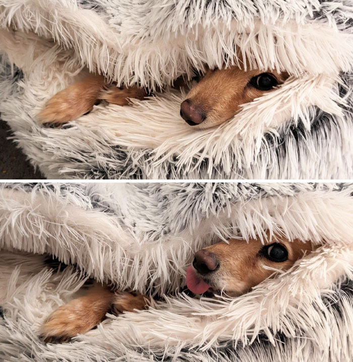 I'm Glad My Dachshund Loves Her Bed, But She's Literally In It 20 Hours A Day
