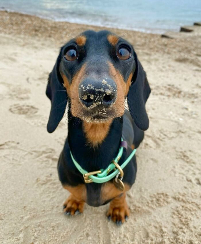 Every Dog Deserves A Beach Day! Treat Your Puppy To Some Sand, Surf, And Sniffs - They'll Thank You For It