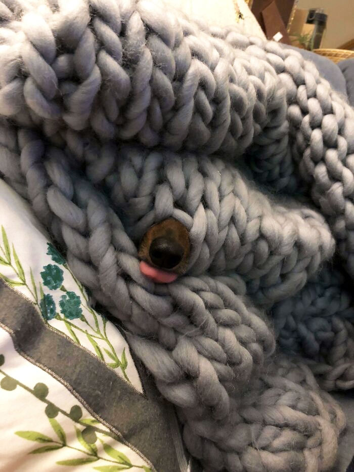 I Lost My Dachshund For A Bit... I Just Found Her