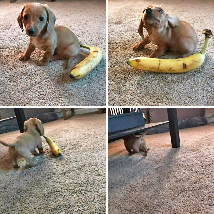 My Attempt At A Banana For Scale Picture Of My Mini Dachshund Rusty. It Seems Like He Had Other Plans