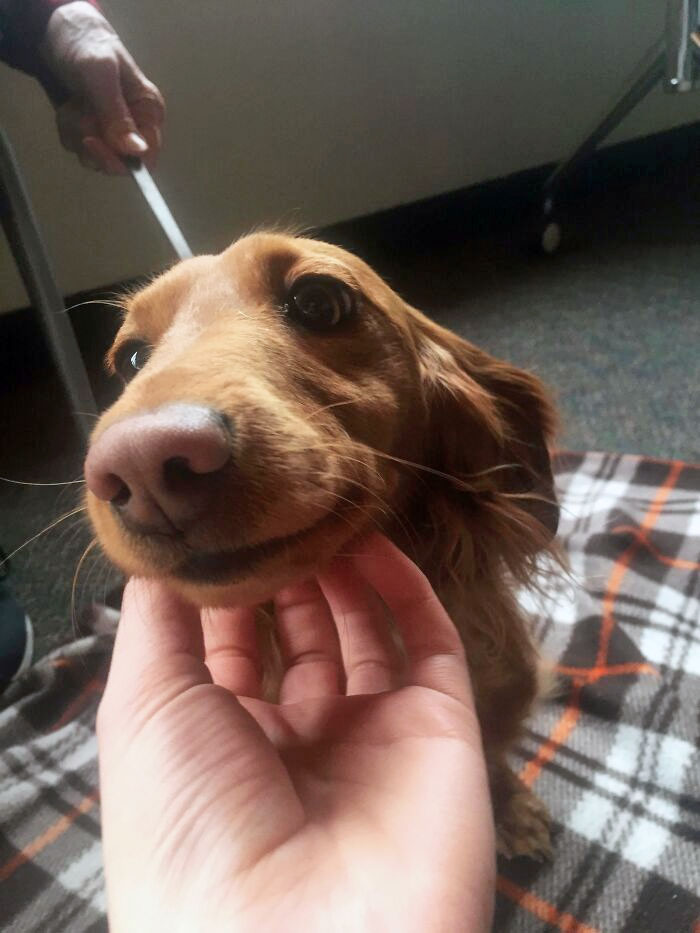 Freddy The Mini-Dachshund Volunteers At My University To Help Reduce Stress In Students