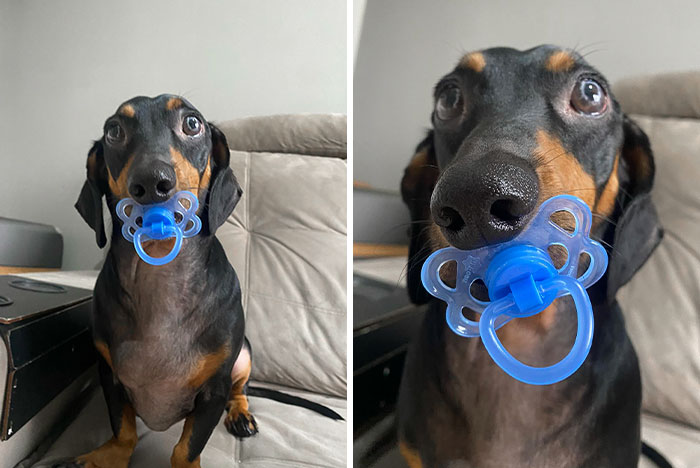 Will You Face An Angry Dog Like This?