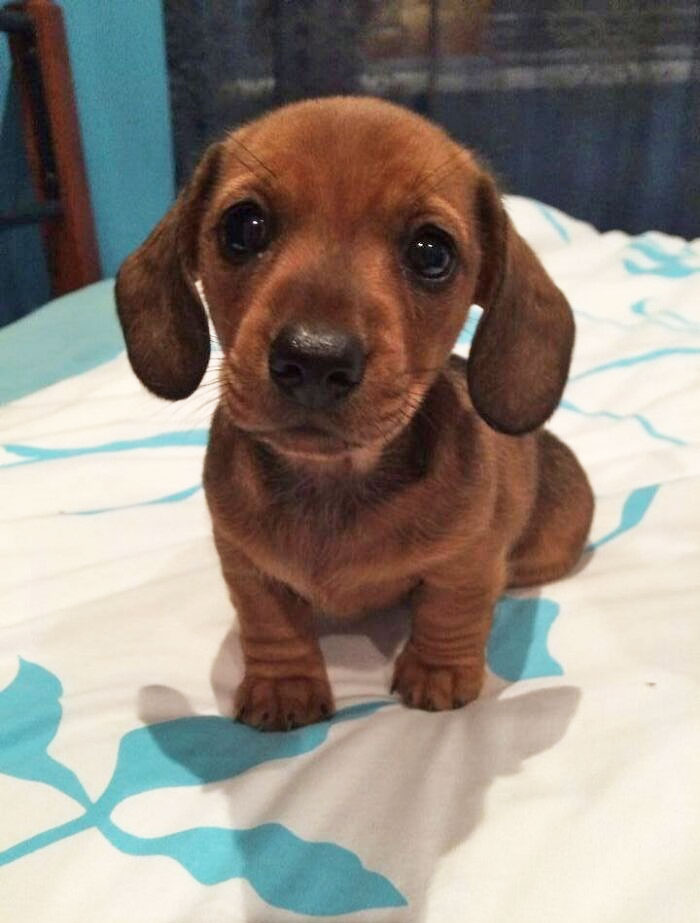 Cutest Sausage Dog Of The Year Award Goes To