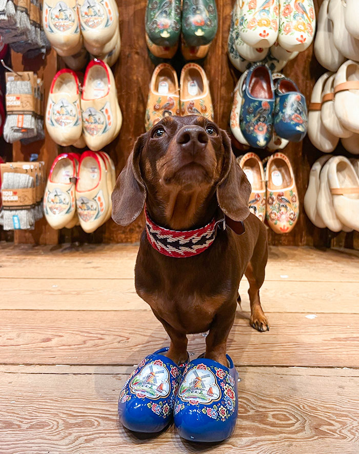 Stepped Into The Netherlands In True Dutch Fashion, How Do You Like My Little Clogs?