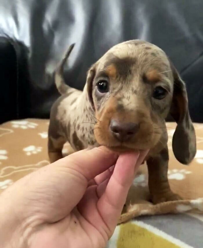 What Would You Call Her? We Pick Up This Little Sausage In Two Weeks