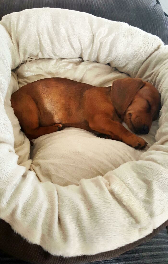 Got A Sausage Dog Yesterday. Everyone, Meet Soda