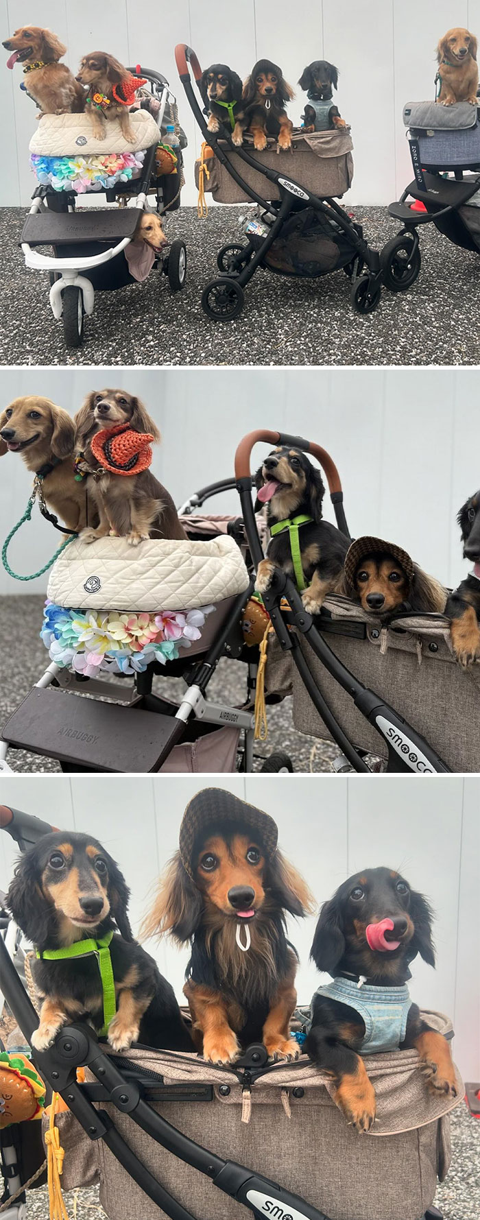I Met A Lot Of Puppies At The Komazawa Dog Festival. It's Been A Fun Day For Both Humans And Dogs