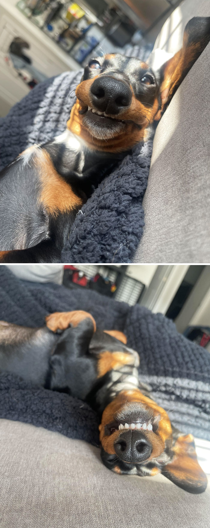 Show Off Your Best Teef 